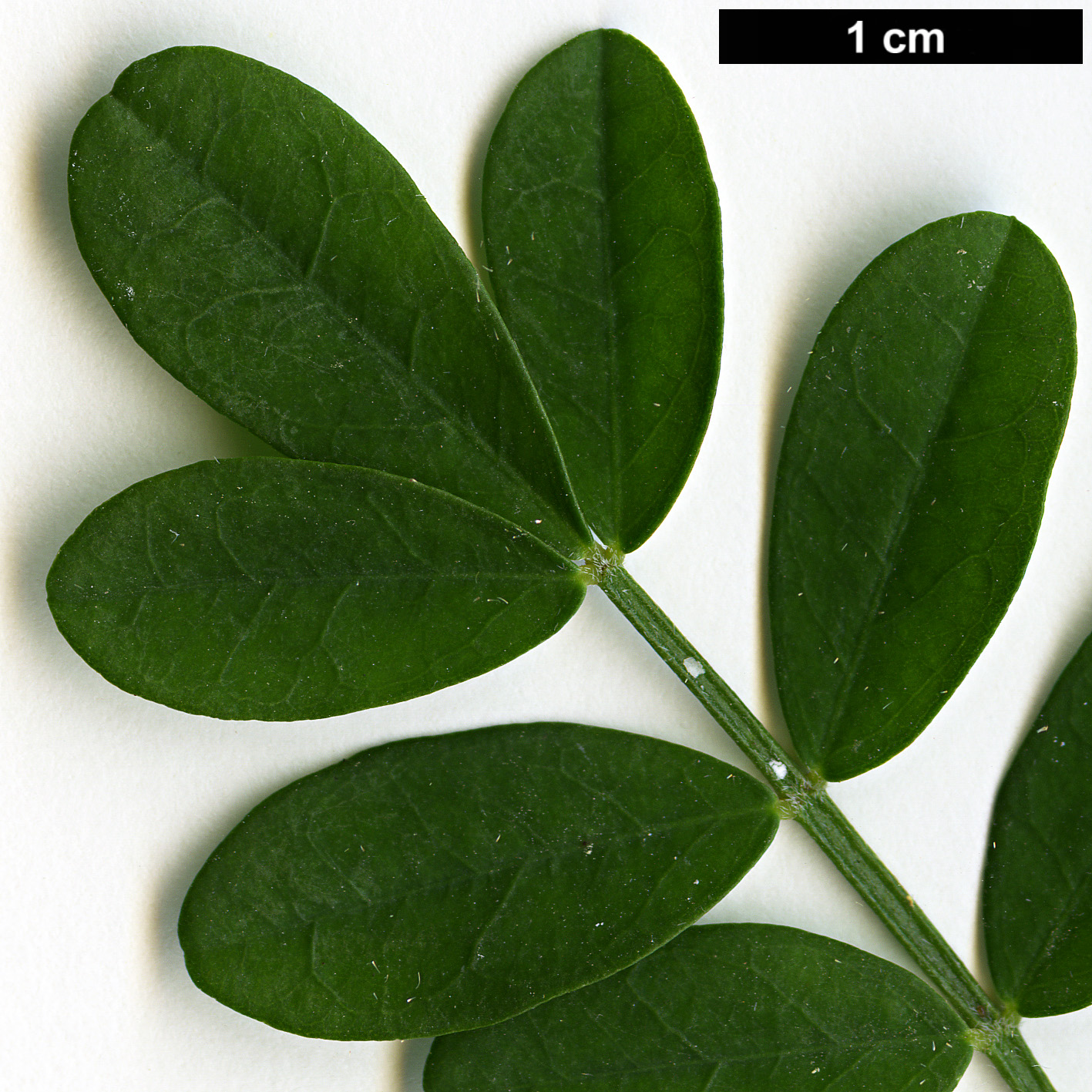 High resolution image: Family: Fabaceae - Genus: Hippocrepis - Taxon: emerus